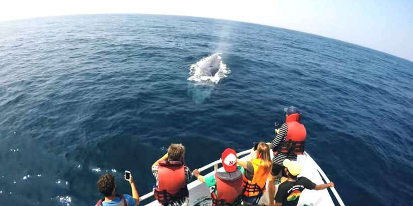 2-Day Whale Watching & Southern Sri Lanka Tour - Motion sickness reality check (and how to handle it)