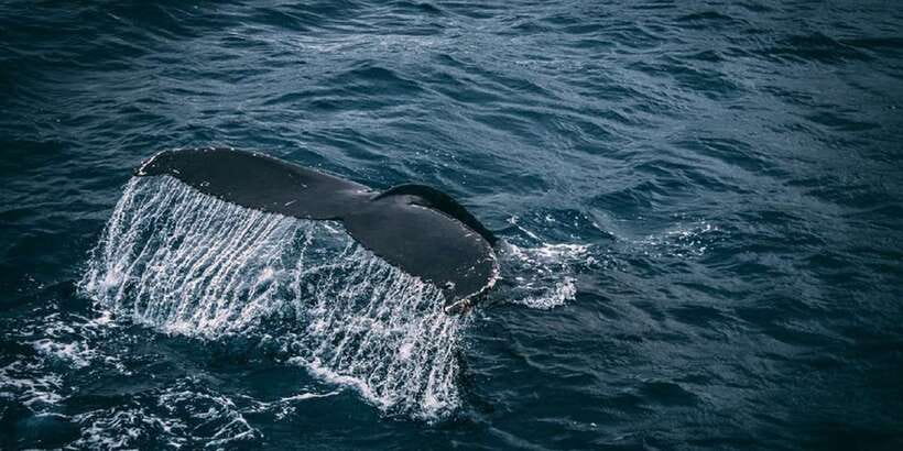 2-Day Whale Watching & Southern Sri Lanka Tour - Temple stop: what the guided Buddhist visit adds