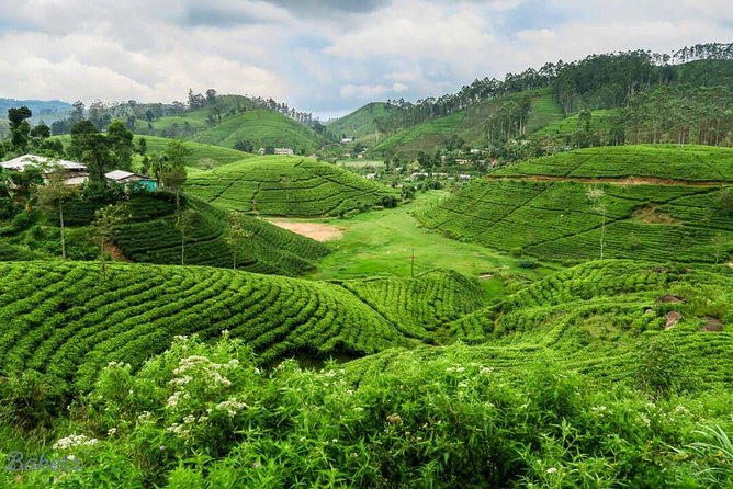 3 Days Tour to Kandy, Nuwara Eliya & Sigiriya - Day 3: Sigiriya rock, village life, Dambulla’s Golden Temple, and a spice garden finish