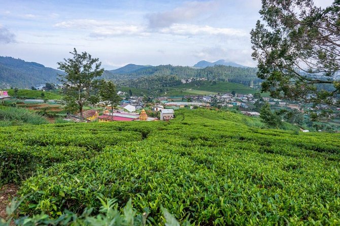 3 Days Tour to Kandy, Nuwara Eliya & Sigiriya - Price and what’s actually good value here