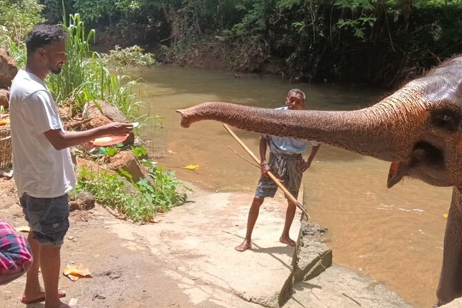 7 days Sri Lanka | 4 star hotels with BB | Private tour - Pinnawala Elephant Orphanage: A 2-Hour Dose of Elephant-Centered Sri Lanka