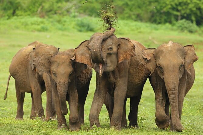 All Inclusive 5-Days Highlights of Sri Lanka - Key things I’d plan around