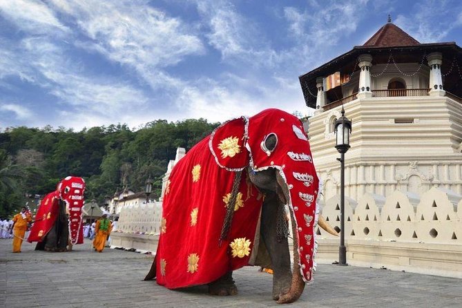 All Inclusive Kandy Private Day Tour From Colombo and Negombo - Udawatte Kele Sanctuary: A Forest Reserve Moment in Town