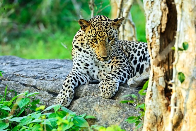 All Inclusive Leopard Nest Treehouse Safari in Yala - Yala National Park and the Leopard Nest idea