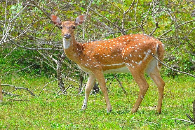 All Inclusive Leopard Nest Treehouse Safari in Yala - All-inclusive meals and drinks: what’s covered and what to expect