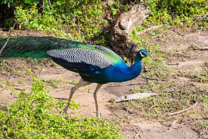 All Inclusive Leopard Nest Treehouse Safari in Yala - Accommodations: treehouse vs tent options and the comfort payoff