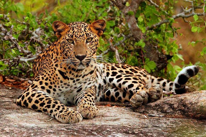 All inclusive Private jeep safari at Yala National park - Sithulpawwa Rock Temple: a short visit with deep age