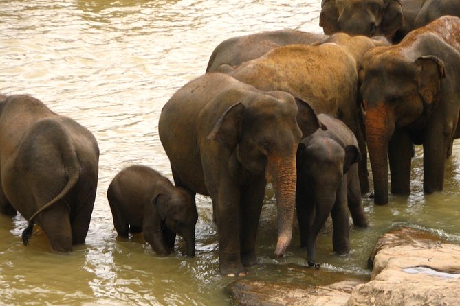 All inclusive Private jeep safari at Yala National park - The biggest swing factors: timing and vehicle condition
