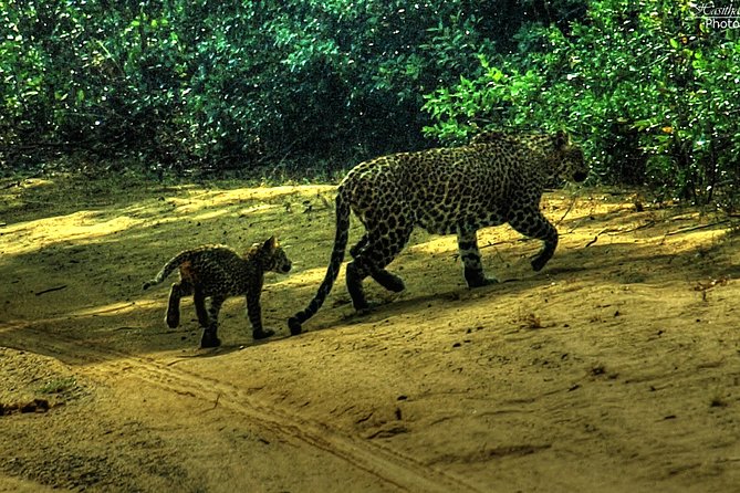 All inclusive Private jeep safari at Yala National park - Should you book this private Yala jeep safari?