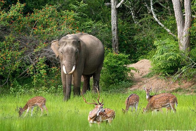 All inclusive Private jeep safari at Yala National park - Entering Yala National Park: wildlife you might spot from the jeep
