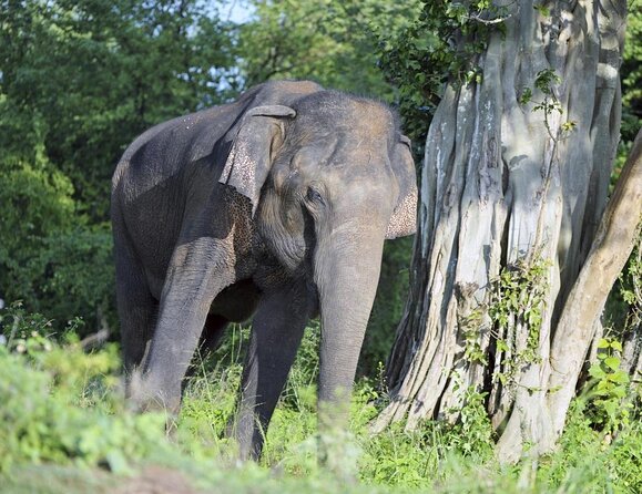 All Inclusive Udawalawe National Park Safari Day Tour from Colombo and Negombo - Udawalawe’s Elephant Reputation (and why it’s not random)