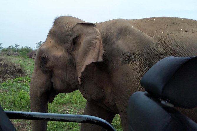 All Inclusive Udawalawe National Park Safari Day Tour from Colombo and Negombo - The Colombo/Negombo Pickup and the 12-Hour Day Plan