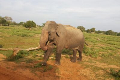 All Inclusive Udawalawe National Park Safari Day Tour from Colombo and Negombo - Inside the Park: What a Private 4x4 Jeep Really Buys You