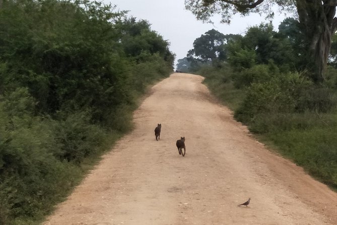 All Inclusive Udawalawe National Park Safari Day Tour from Colombo and Negombo - The Wildlife Mix: Beyond Elephants (What to Keep an Eye Out For)