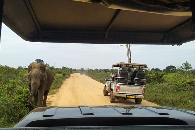 All Inclusive Udawalawe National Park Safari Day Tour from Colombo and Negombo - Who Should Book This Safari Day Tour
