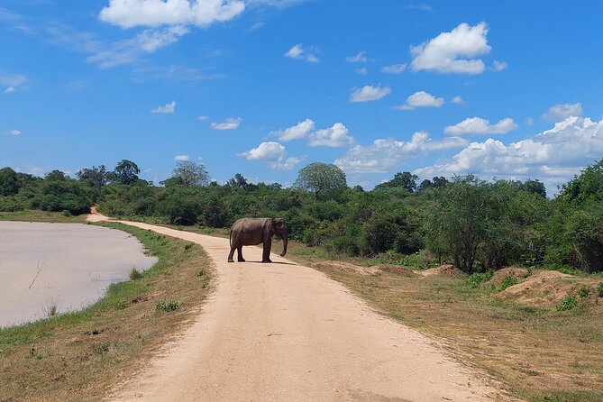 All Inclusive Udawalawe National Park Safari Day Tour from Colombo and Negombo - Should You Book? My Take