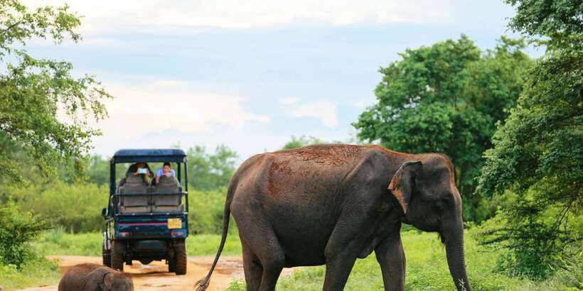 All inclussive Udawalawa National Park Safari From Colombo - Key things you’ll notice on this Udawalawe day