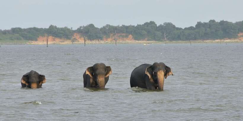 All inclussive Udawalawa National Park Safari From Colombo - What to bring (so the day doesn’t hurt)