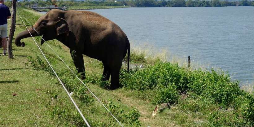 All inclussive Udawalawa National Park Safari From Colombo - Lunch inside the reserve area: plan for the extra cost