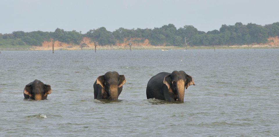 All inclussive Udawalawa National Park Safari From Colombo - Udawalawe Elephant Transit Home: a short stop with real purpose