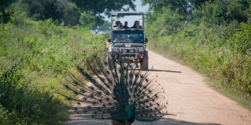 All inclussive Udawalawa National Park Safari From Colombo - Who this tour suits best (and who should skip it)