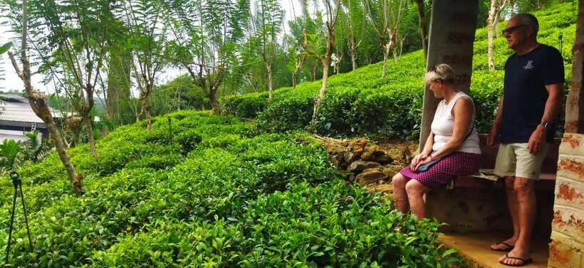 Ceylon Tea Experience from Colombo Port Passenger Terminal - How this Colombo port tea tour actually feels (in real time)
