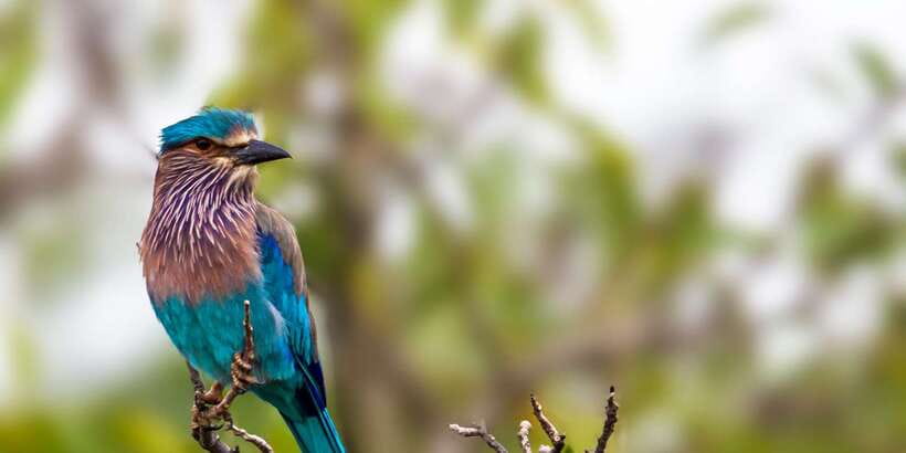 Colombo/Bentota/Kalutara/Ahungalla: Yala Safari Tour - The Best Wildlife Moments Often Aren’t the Big Ones