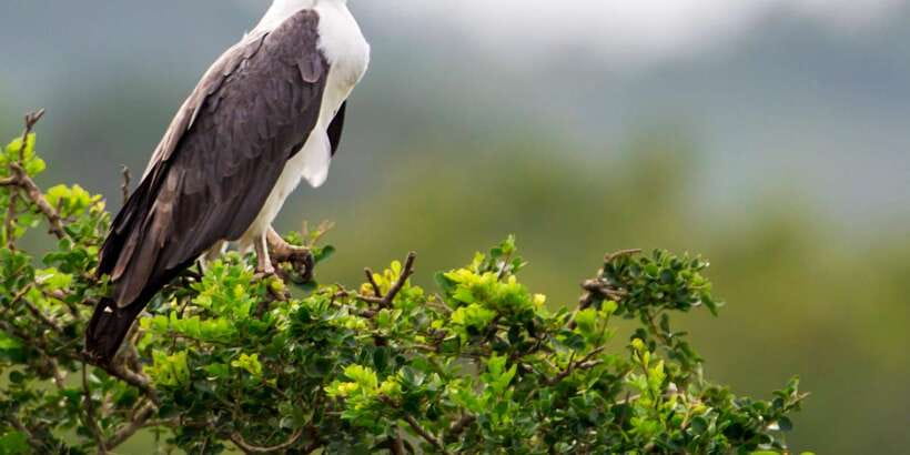 Colombo/Bentota/Kalutara/Ahungalla: Yala Safari Tour - What Else You Get: Birds, Butterflies, and the Soundtrack of the Park