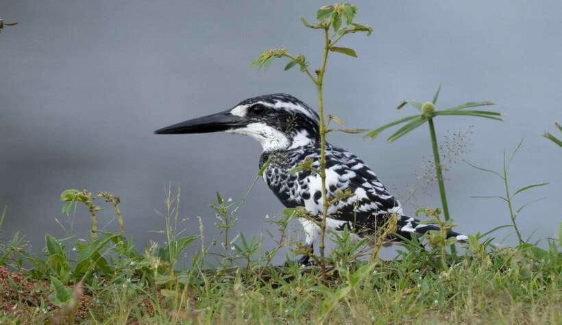 Colombo: Bird watching around Colombo-Guided Tour - 06 hours - Key Highlights You’ll Actually Feel