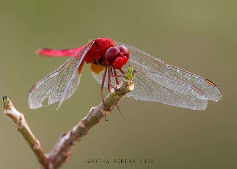 Colombo: Bird watching around Colombo-Guided Tour - 06 hours - Colombo Wetlands Birding: Why This 6-Hour Format Works