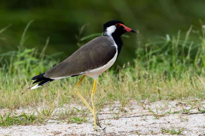 Colombo: Bird watching around Colombo-Guided Tour - 06 hours - Three Wildlife Sessions: How the 6 Hours Are Built
