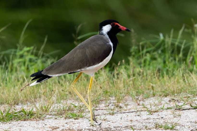 Colombo: Bird watching around Colombo-Guided Tour - 06 hours - What You’ll See Beyond Birds (Because This Is Sri Lanka)