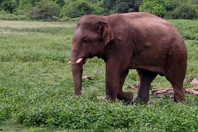 Colombo , Negombo to Trincomalee Transfer and Safari - Wildlife Expectations: How to Get More From Your Safari Time