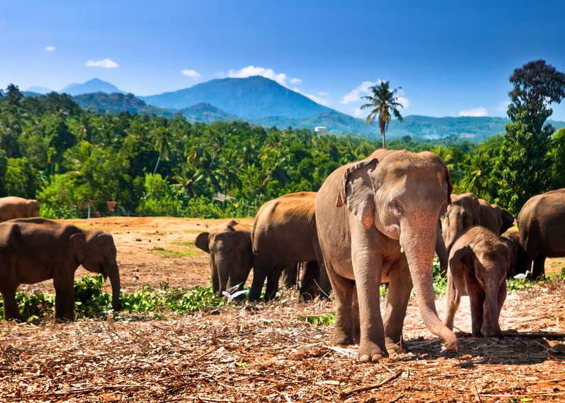 Colombo: Sri Lanka Cultural Triangle Hotspots 2-Day Tour - Minneriya National Park safari: the elephant chance, plus extra costs