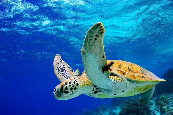 Colombo to Galle All Inclusive Private Day Tour - Key highlights (what makes this tour worth your time)