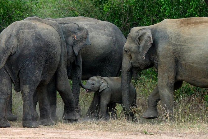 Colombo to Kandy,Ella & Yala 3 Day Tour - A route that makes Sri Lanka’s hills feel doable