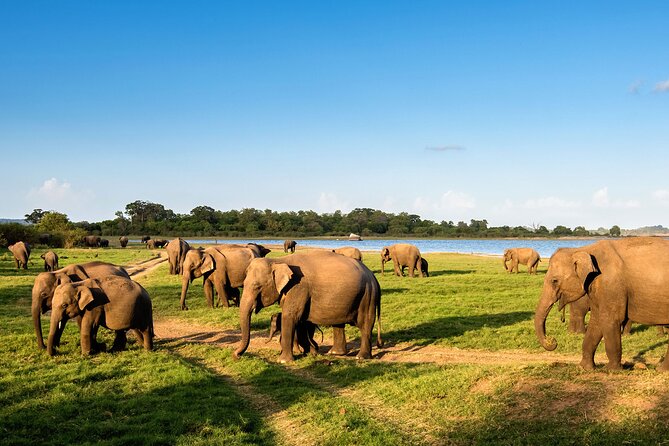 Colombo to Trincomalee Shuttle & Safari Drive - Colombo to Trincomalee with wildlife time, not just driving