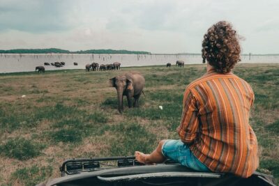 Colombo to Trincomalee Shuttle & Safari Drive - Stop 1: Minneriya National Park and why elephants show up