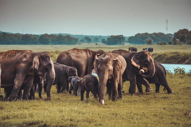 Colombo to Trincomalee Shuttle & Safari Drive - The Jeep safari and tracker: how you actually spot more