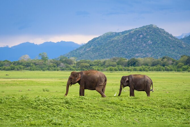 Colombo to Trincomalee Shuttle & Safari Drive - Who this tour is best for (and who should skip it)