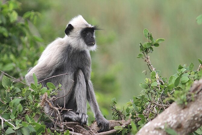 Day Excursion to Yala National Park From Colombo - Why Yala makes sense as a day trip from Colombo