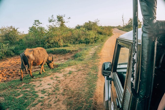 Day Excursion to Yala National Park From Colombo - Galle and Matara on the way: old stones and southern scale