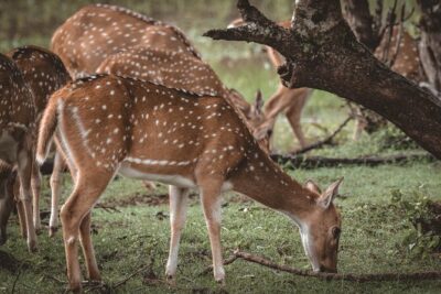Day Excursion to Yala National Park From Colombo - The morning route: from Colombo pickup to coastal reality checks