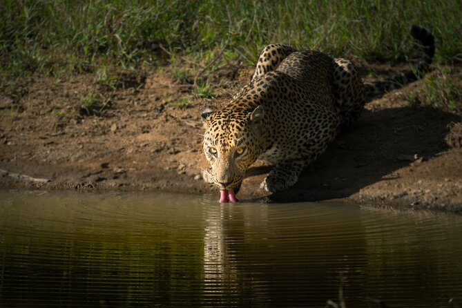 Day Excursion to Yala National Park From Colombo - Making sense of the wildlife odds: what increases your chances
