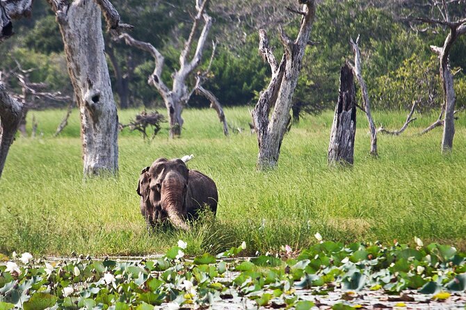 Day Excursion to Yala National Park From Colombo - What’s included (and what you’ll need to bring)