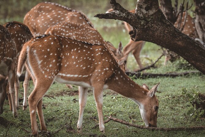 Day Excursion to Yala National Park From Colombo - The morning route: from Colombo pickup to coastal reality checks