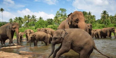 Day Tour to Elephant Orphanage / spice garden - Elephant Orphanage viewing: what “early arrival” actually changes