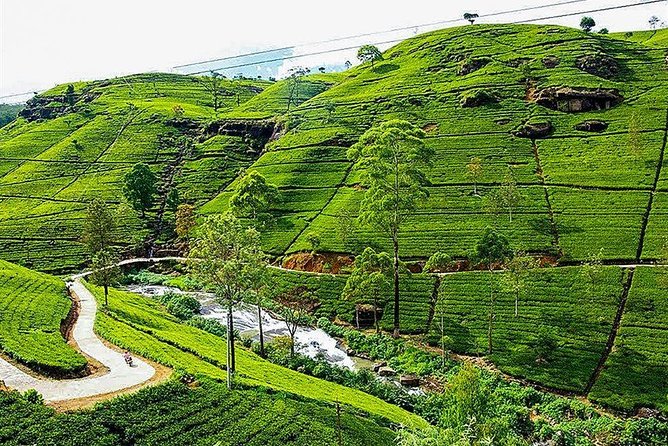 Day Tour to Nuwara Eliya from Kandy by Lux Tours Lanka - Key Highlights You’ll Care About