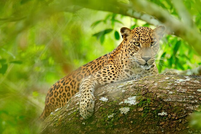 Day Tour to Wilpattu National Park from Colombo - From Colombo to Wilpattu: the 12–14 hour rhythm