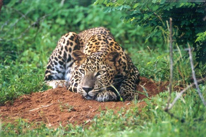 Day Tour to Wilpattu National Park from Colombo - Park fees and the admission ticket question